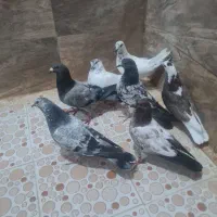 کفتر