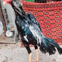 خروس اوشامو اصل