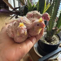 جوجه عروس هلندی سرلاکی