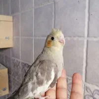 جوجه عروس هلندی
