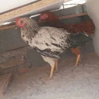 مرغ خورس گلپایگان