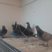 ۳جفت جوجه