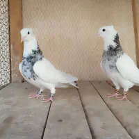 طوقی|پرنده|آران و بیدگل, |دیوار