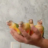4عدد گرینچیک دستی نرمه خور