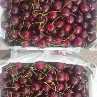 سیب گلاب،گیلاس،هلو