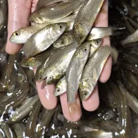 فروش بچه ماهی امور (ماهی سفید) علفخوار