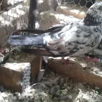 کبوتر نر