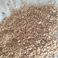 خریدوفروش گندم شکسته جوذرت سویا کنسانتره خوراک دام