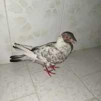کفترپلاکی ماده