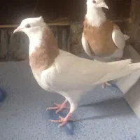 طوقی جوانه