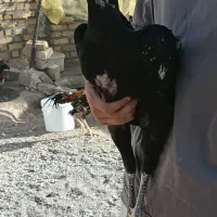 مرغ لاری نصل درست