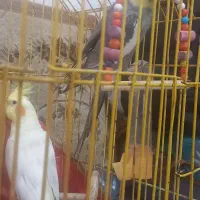 طوطی عروس نر و ماده با قفس 3ملیون