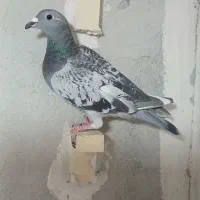کفتر|پرنده|شیراز, آزادگان|دیوار