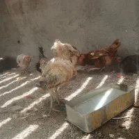 مرغ کت