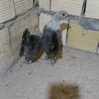 مرغ وخروس براکل