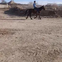 مادیون