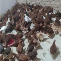 نیمچه جوجه 3 زنده گلپایگان مرغ تخمگذار بومی رسمی