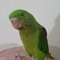 جوجه شاه طوطی راهب ملنگو