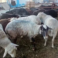 بره نر فرانسوی و افشار مناسب کشتار