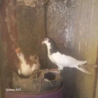 کفتر سینه خال طوقی