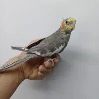 عروس هلندی نر