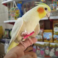 عروس هلندی مولد و سخنگو