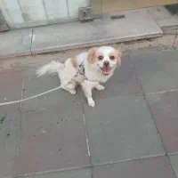 واگذاری سگ تربیت شده