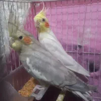 عروس هلندی