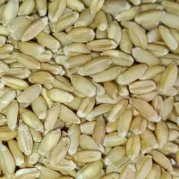 گندم بذری بوجاری شده باران