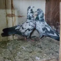 کبوتر پرشی سوسکی دمسفید. شازده.سرخ. گرگی. کفتر