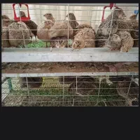 بلدرچین ماده تخم گذاد