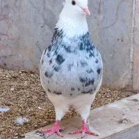 کبوتر طوقی
