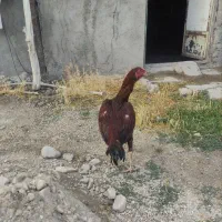 خروس لاری 9ماهه