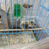 دو جفت فنج لپ سیاه