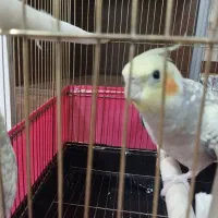 عروس هلندی