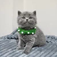 گربه بیریتیش و اسکاتیش