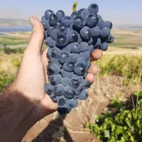 عمده و پخش میوه های صادراتی