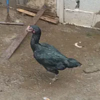 مرغ لاری اصیل
