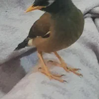 مرغ مینا یکماه