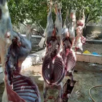 نرینه *قلمآبی کم دنبه/باقصاب گوسفند *زنده باسکول