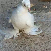 کبوتر راهبی نر