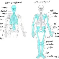 تدریس زیست کنکوری و آمادگی برای امتحان نهایی