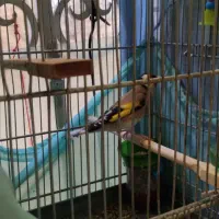 سهره جوجه سال