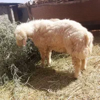 قوچ میش کاور