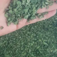 اویشن تازه برگ پهن گرمسیری تند تیز