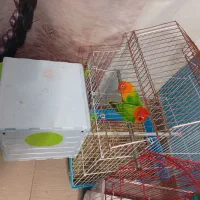 یک جفت کوتوله برزیلی با قفس
