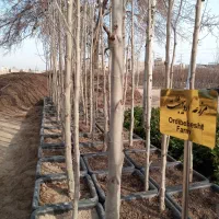 نهال چنار 4 ساله