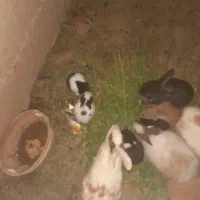 خرگوش