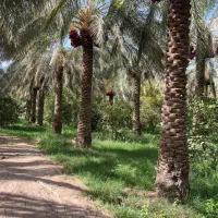 کارگر برای باغ خرما و یونجه