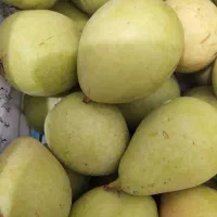 گلابی